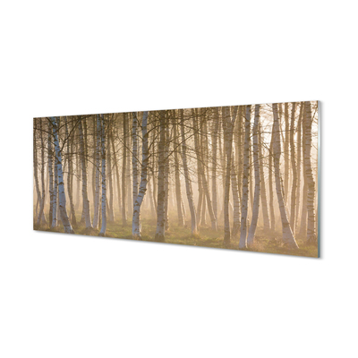 Glass print Forest sunrise