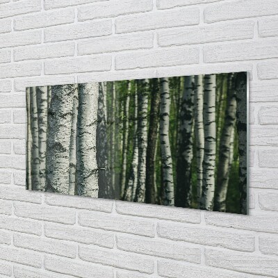 Glass print Birch forest