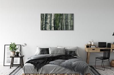 Glass print Birch forest