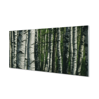 Glass print Birch forest