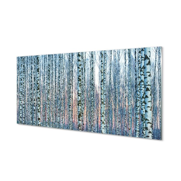 Glass print Sunset the birch forest