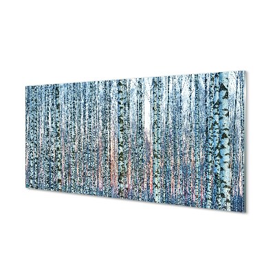 Glass print Sunset the birch forest