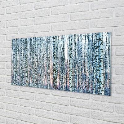 Glass print Sunset the birch forest