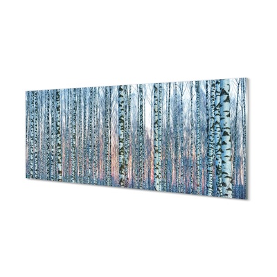 Glass print Sunset the birch forest