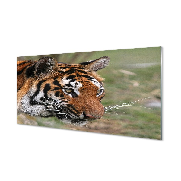 Glass print Tiger woods