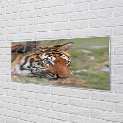 Glass print Tiger woods