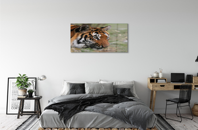 Glass print Tiger woods