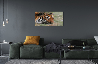 Glass print Tiger woods