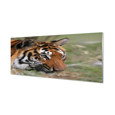 Glass print Tiger woods