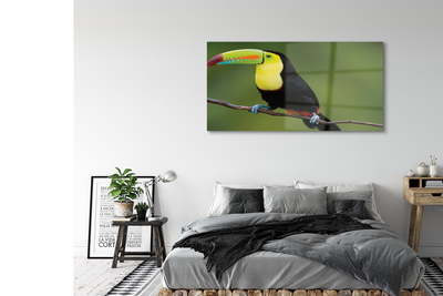 Glass print Parrot on a branch colored