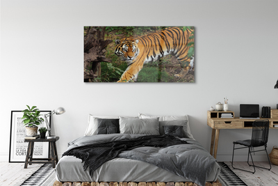 Glass print Tiger woods