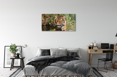 Glass print Tiger woods