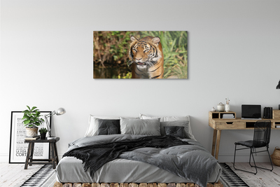 Glass print Tiger woods