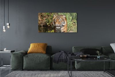 Glass print Tiger woods