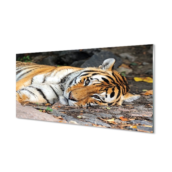 Glass print Tiger lying