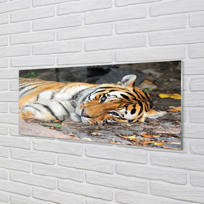 Glass print Tiger lying