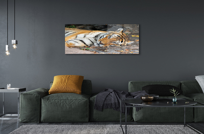 Glass print Tiger lying