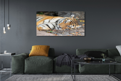 Glass print Tiger lying