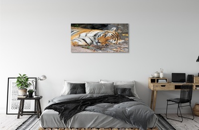 Glass print Tiger lying