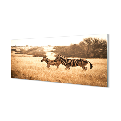 Glass print Zebra sunset field