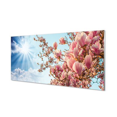 Glass print Sky sun magnolia