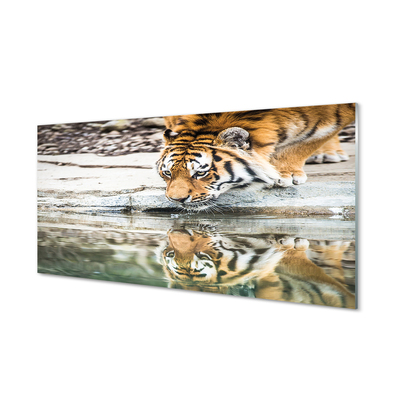 Glass print Tiger drink