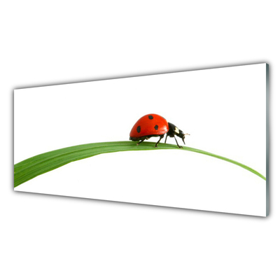 Glass Print Ladybug floral black red green