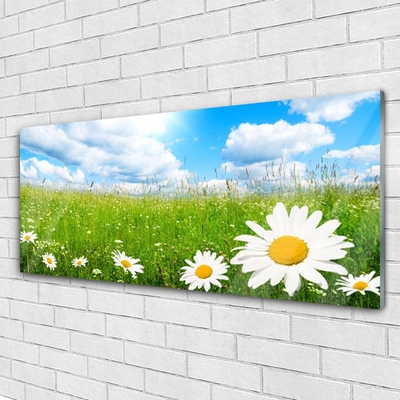 Glass Print Daisy grass nature white yellow green