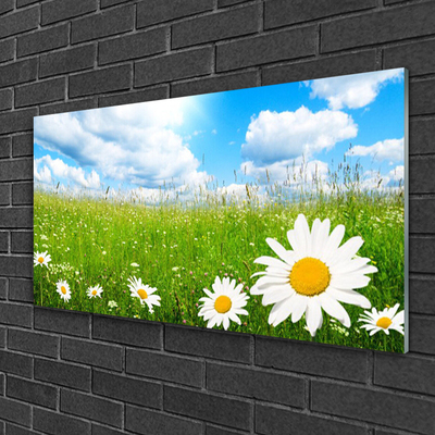 Glass Print Daisy grass nature white yellow green