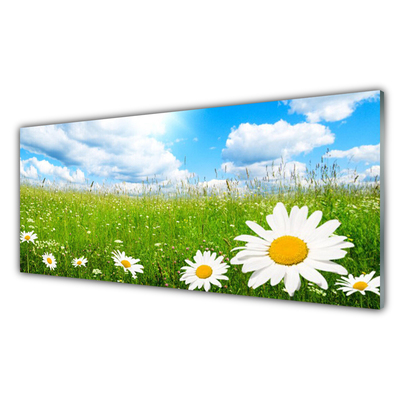 Glass Print Daisy grass nature white yellow green