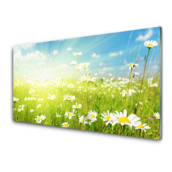 Glass Print Meadow daisies nature green white