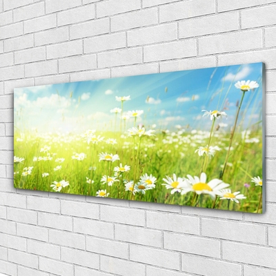 Glass Print Meadow daisies nature green white