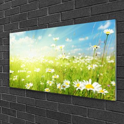 Glass Print Meadow daisies nature green white