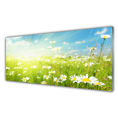 Glass Print Meadow daisies nature green white