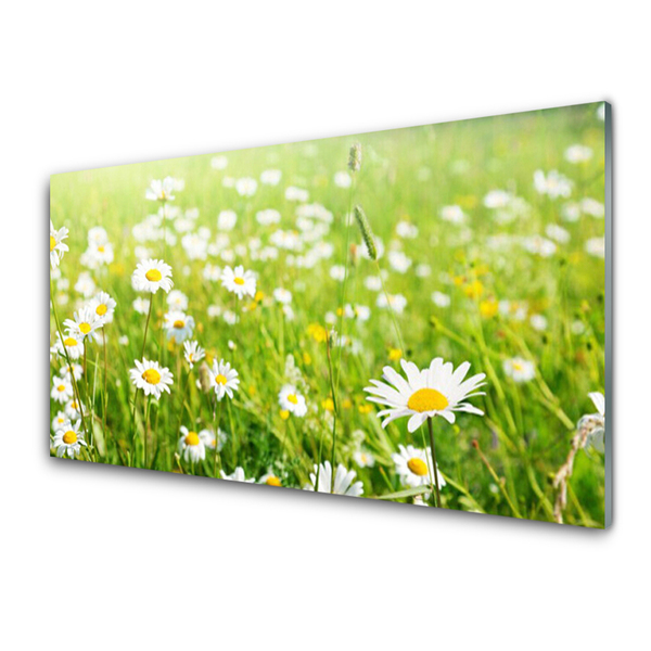 Glass Print Meadow daisies nature white yellow green