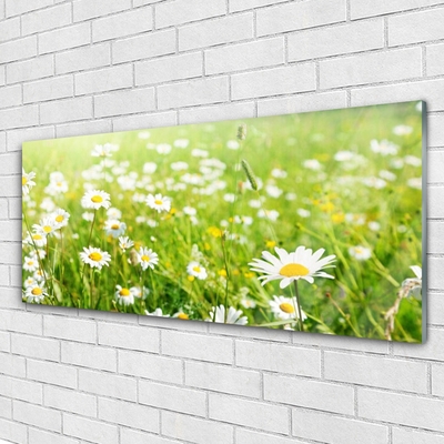 Glass Print Meadow daisies nature white yellow green