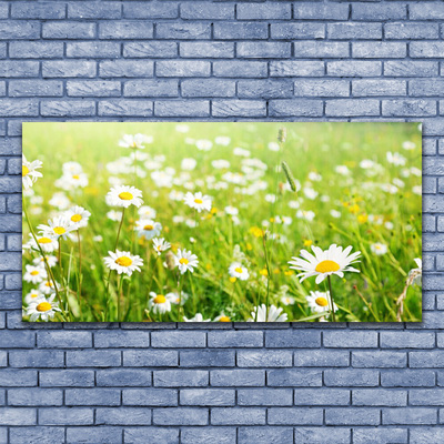 Glass Print Meadow daisies nature white yellow green