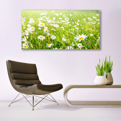 Glass Print Meadow daisies nature white yellow green