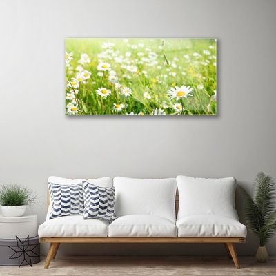 Glass Print Meadow daisies nature white yellow green