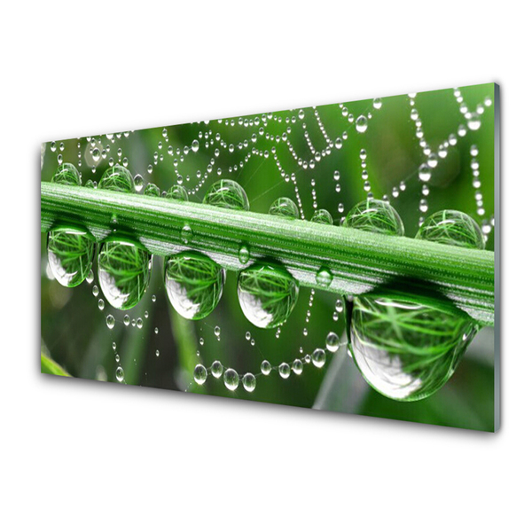 Glass Print Spider web dewdrops floral white