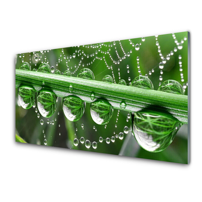 Glass Print Spider web dewdrops floral white