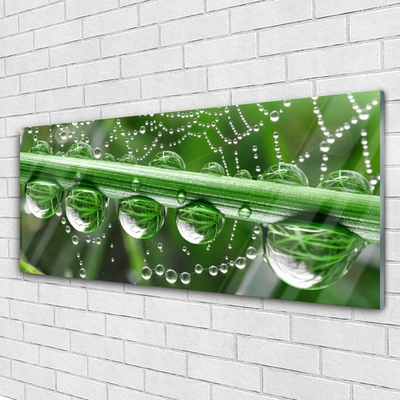 Glass Print Spider web dewdrops floral white