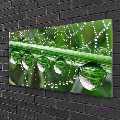 Glass Print Spider web dewdrops floral white