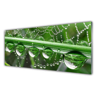 Glass Print Spider web dewdrops floral white