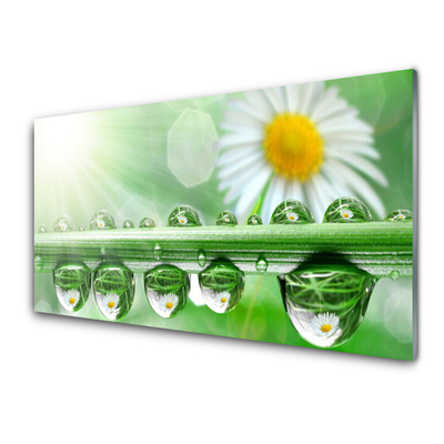 Glass Print Dew leaf daisies nature green white yellow