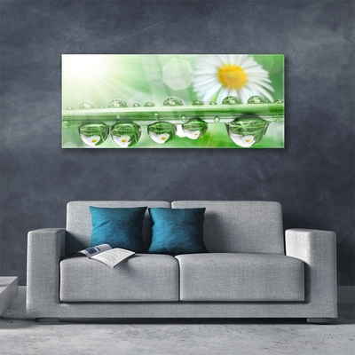 Glass Print Dew leaf daisies nature green white yellow