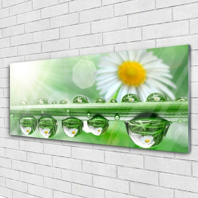 Glass Print Dew leaf daisies nature green white yellow