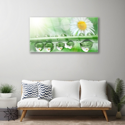 Glass Print Dew leaf daisies nature green white yellow