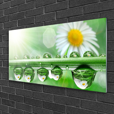 Glass Print Dew leaf daisies nature green white yellow