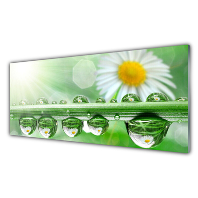 Glass Print Dew leaf daisies nature green white yellow